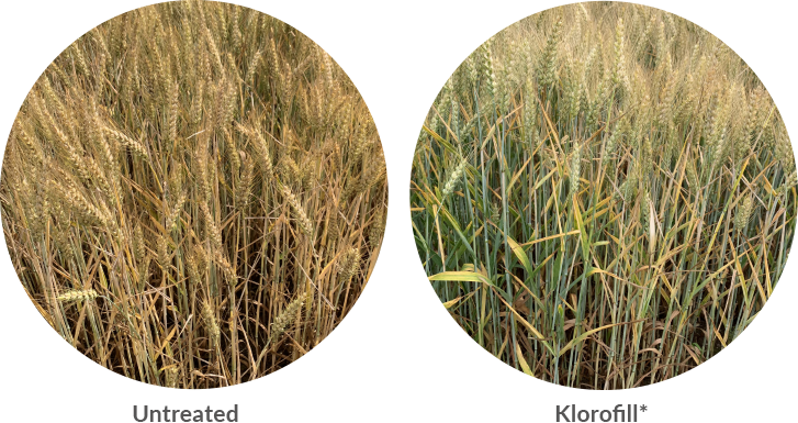 untreated yellow wheat vs green kolorofil treated wheat plant