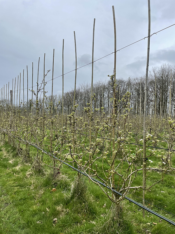 Image of Blackmoor Pear Orchard March 2024