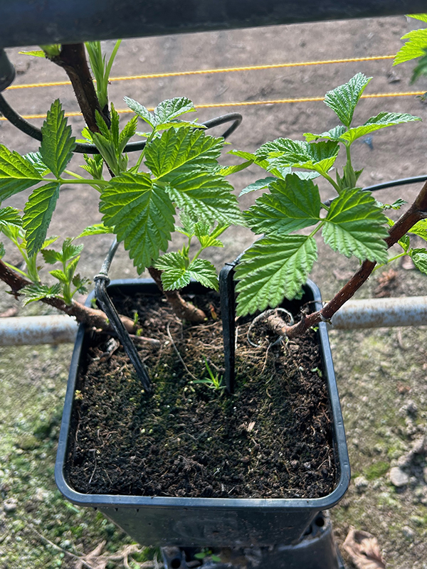 close up of irrigation lines in a pot 