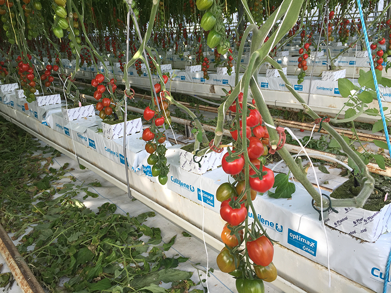 tomoto plant irrigation system 