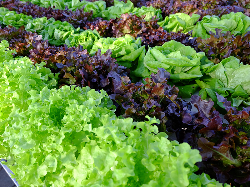 salad leaf agrovista agronomy