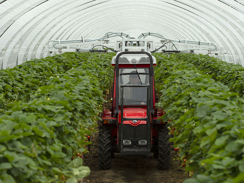 strawberry grower biocontrols appliator