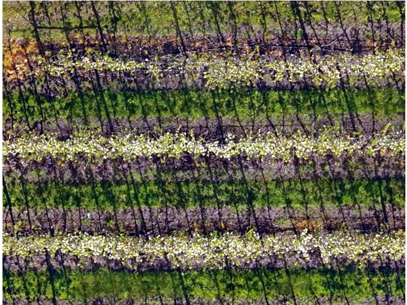 Agrovista Orchard blossom and vigour mapping aerial 