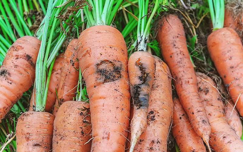 carrot fly damage 