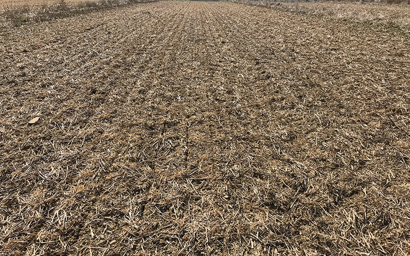 Drilling spring oats after black oats and phacelia cover crop Drilling spring oats after black oats and phacelia cover crp