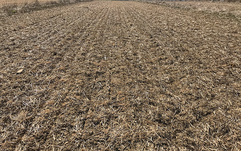 Drilling spring oats after black oats and phacelia cover crp