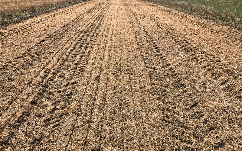 Drilling spring oats after blackgrass cover