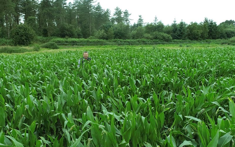 growing maize in south west of scotland peter richardson agrovista agronomist