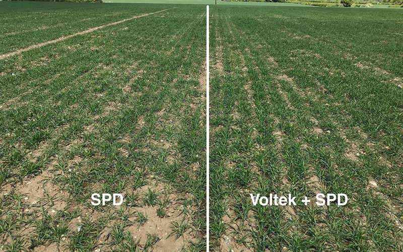 Voltek delivered a 25% increase in ground cover in this crop of spring barley at GS24-26