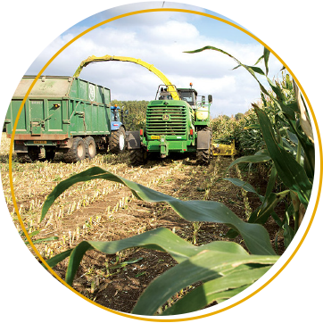 maize harvesting with tractor and trailer