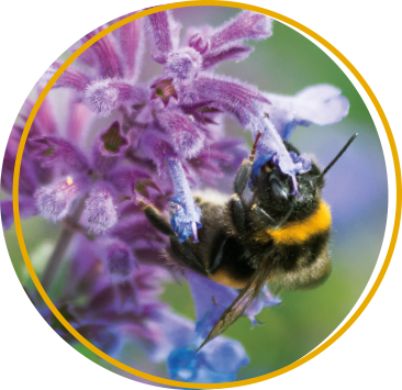 bumble bee pollinating a flower