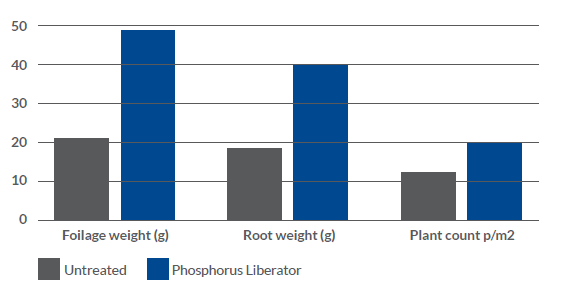 spring bean devolpment increase in foilage weight and root weight