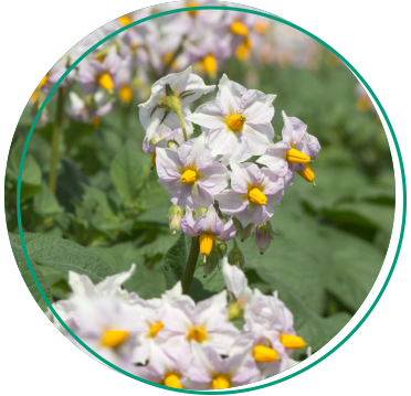 potato crop in flower