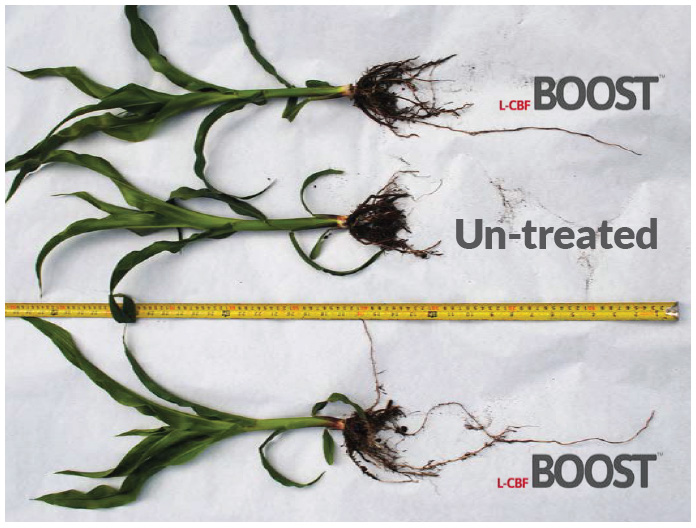 l-cbf boost trial showing increased root length
