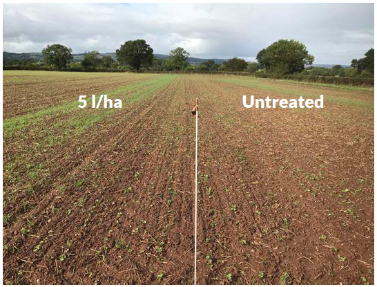 phosphurus liberator applied at 5 litre per hectare showing greener crop compared to untreated