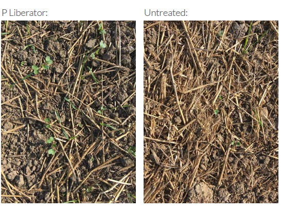 crop establishment trial of phosphorus liberator