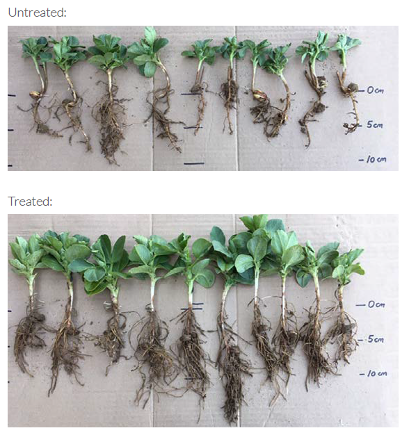 spring bean development untreated versus phosphorus liberator tiral oxford 