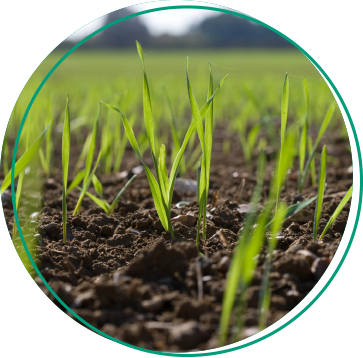 wheat establishing in soil 