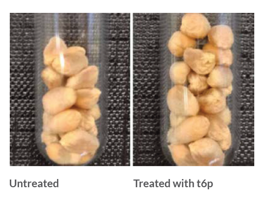 increase in grain size with 3 alo t6p application