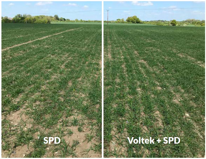 comparrision of ground cover with voltek