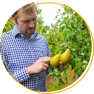 Alex radu fruit agronomist holding a pear
