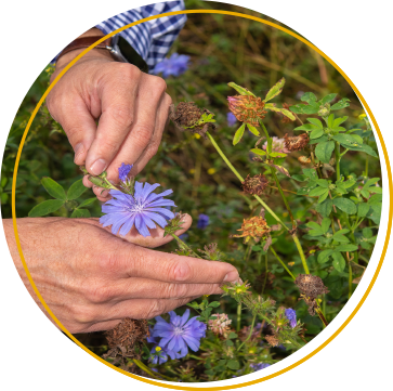 an agronomist inspecting a purple flower