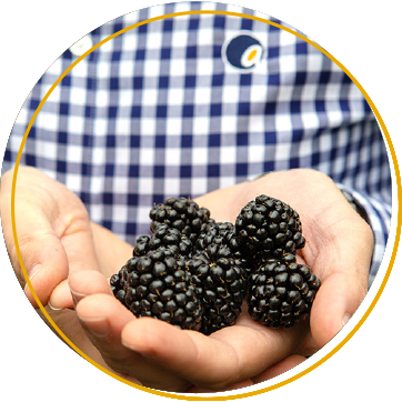 fruit agronomist with blackberries