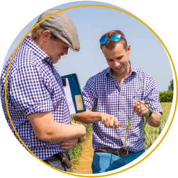 two agronomists inspecting a wheat crop