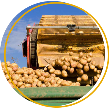 potato crop being harvested
