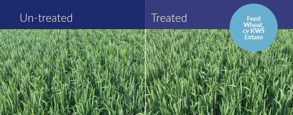 untreted and treated wheat trials