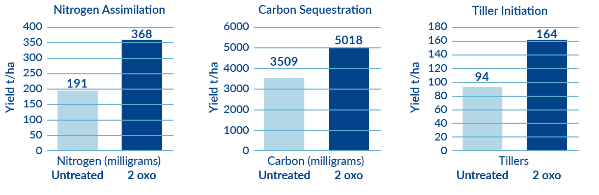 nitrogen assimilation and carbon sequstratuion 