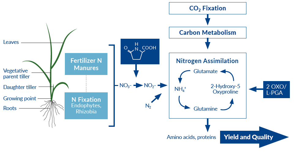 nitrogen assimilation carbon metabolism increaded yield and quality