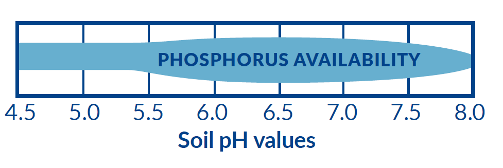 phosphorus availabilty above 5.5ph to 7.5