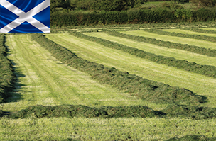 Caledonian