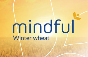 Mindful