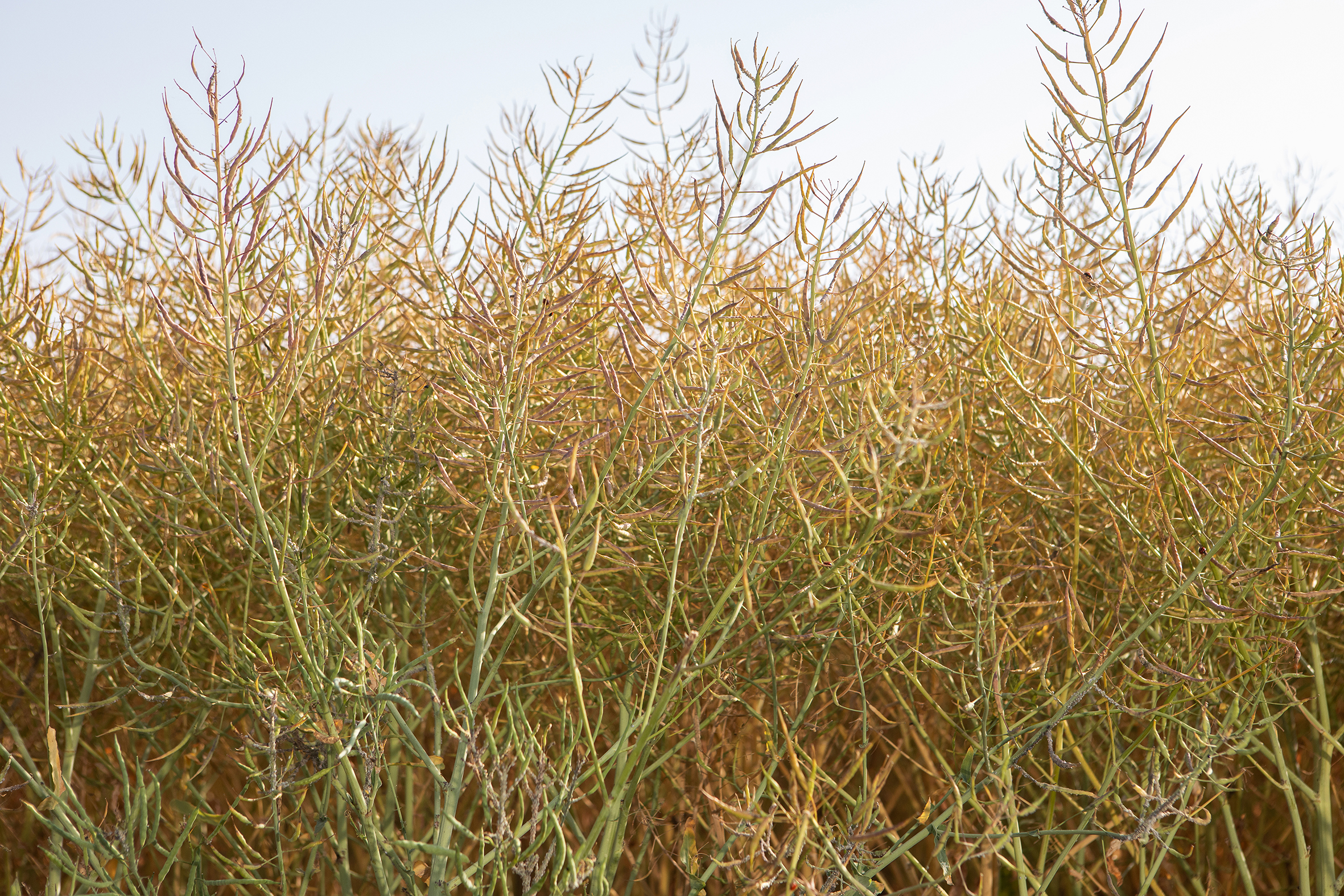 Biostimulant combination offers boost for OSR establishment