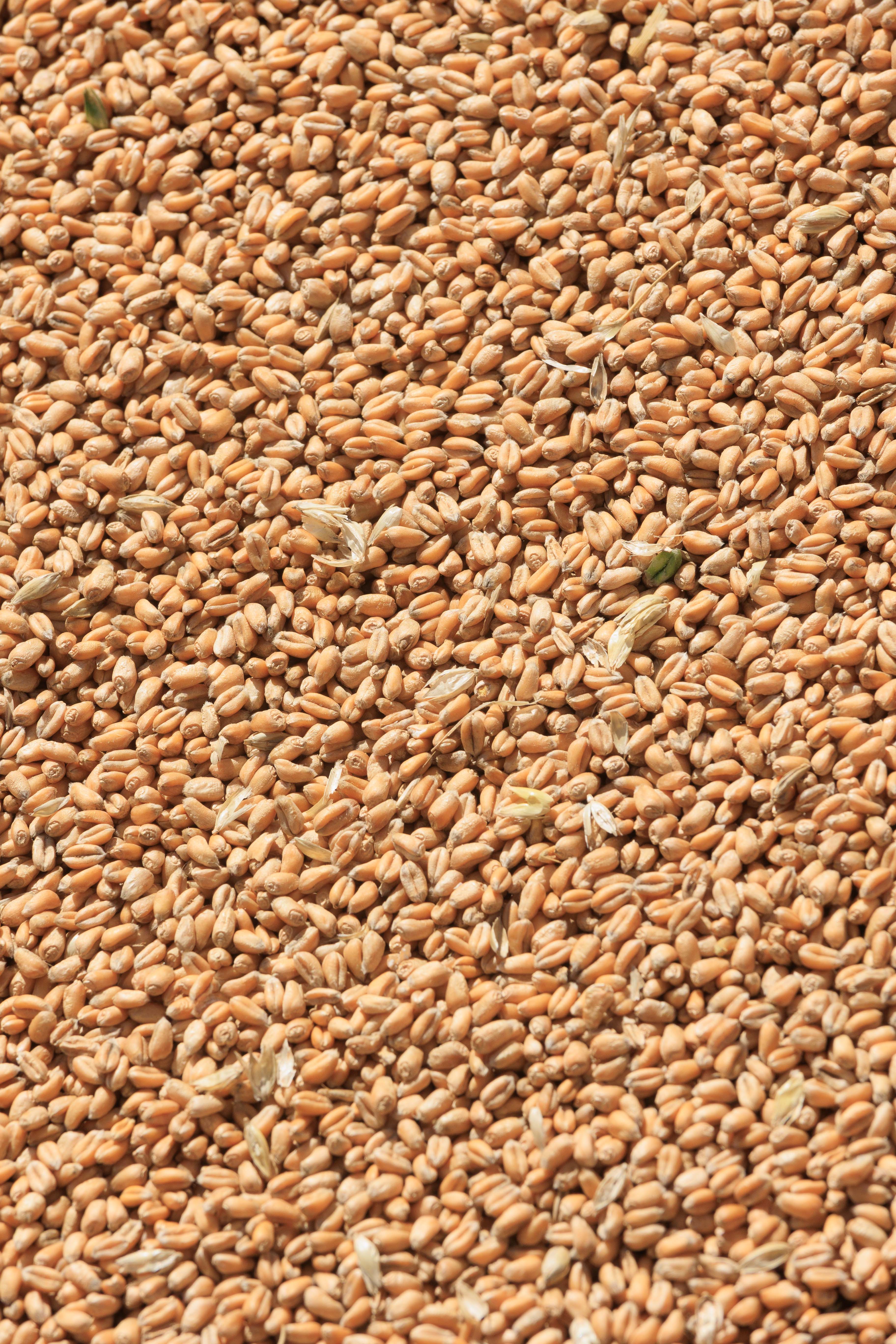 Grain nutrient sampling Autumn 2025