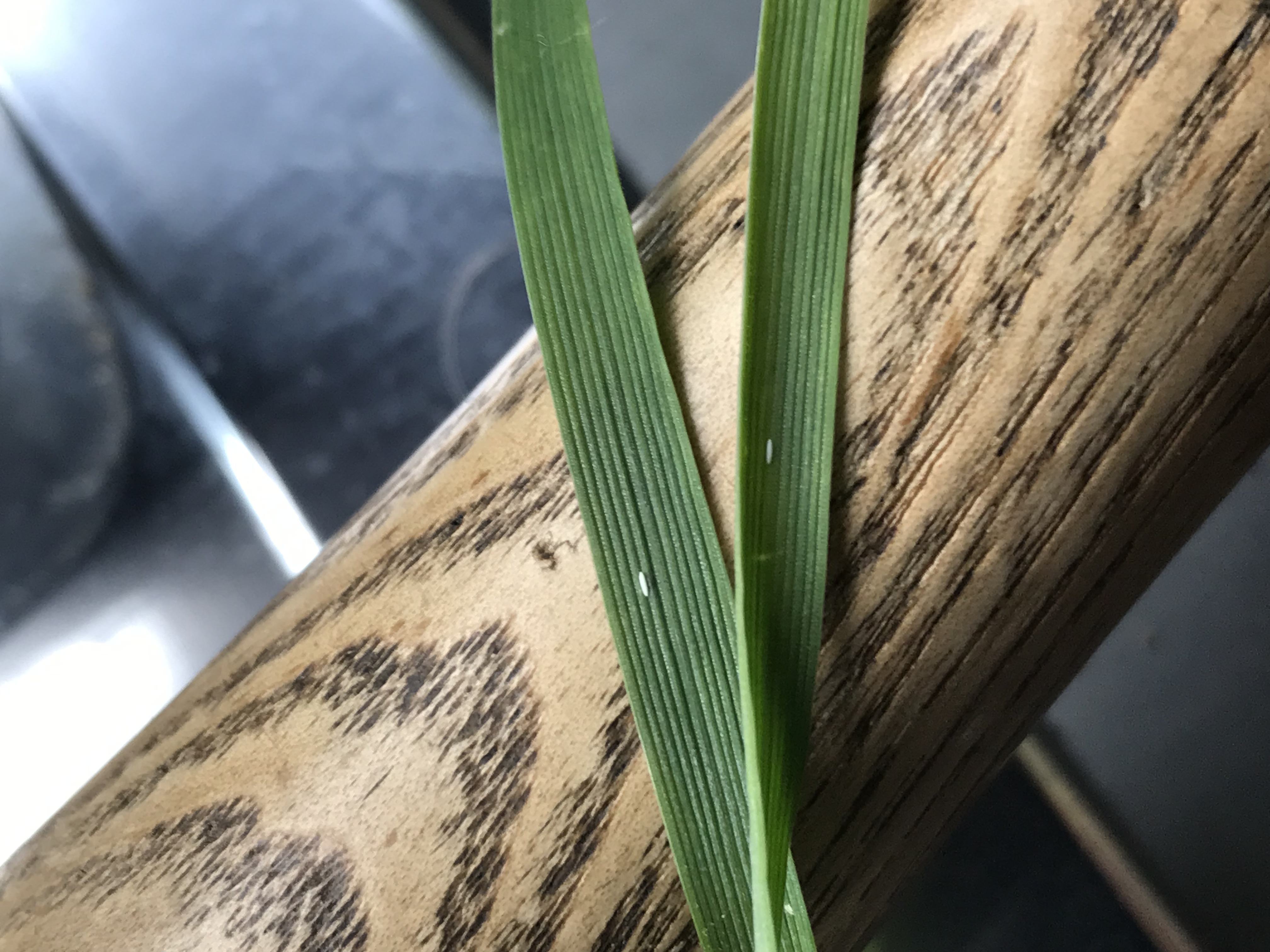 No insecticide farms could still need to spray as pest pressure ramps up