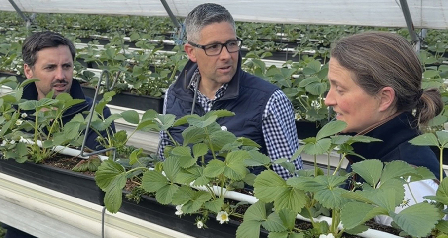 Change in salt flushing approach pays big dividends for strawberry grower