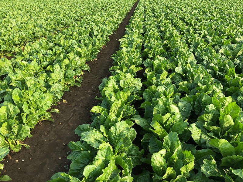 Biologicals boost sugar beet yields