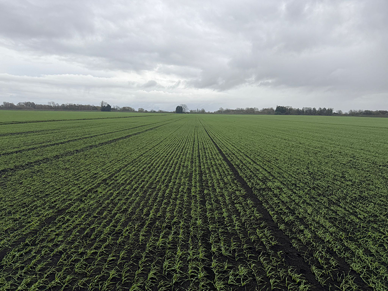 A fantastic crop that yielded well above the farm average…