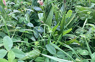 Transition in Scotland update: Greening and whole farm plans