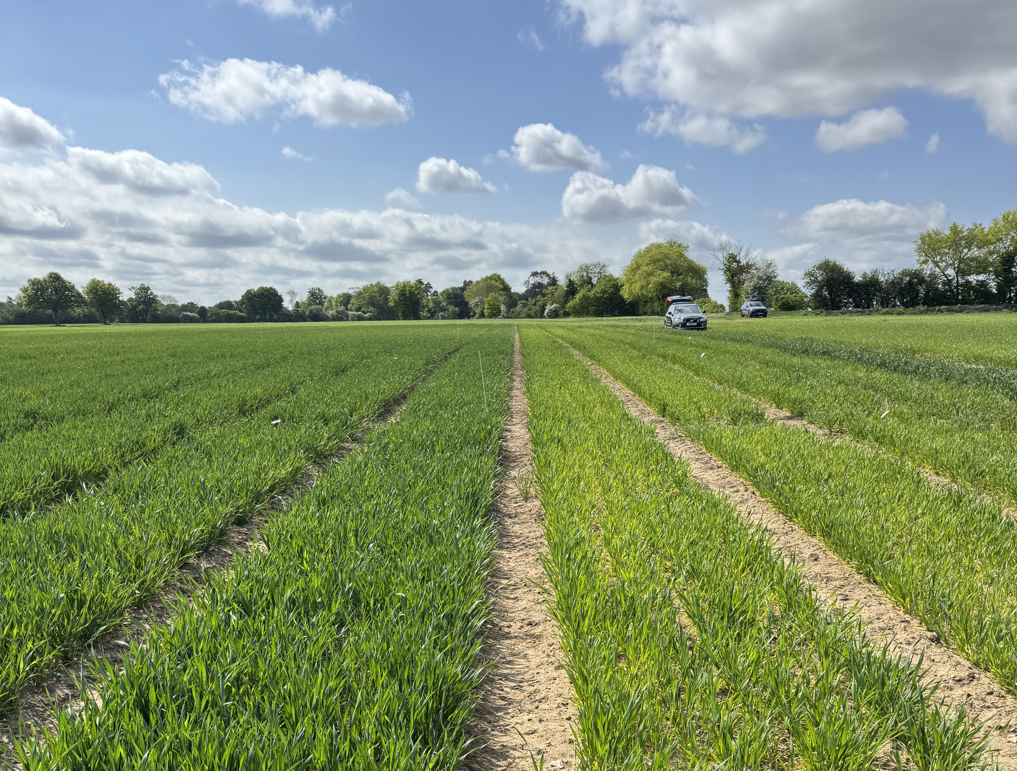 Precision potassium timing for maximum yield impact