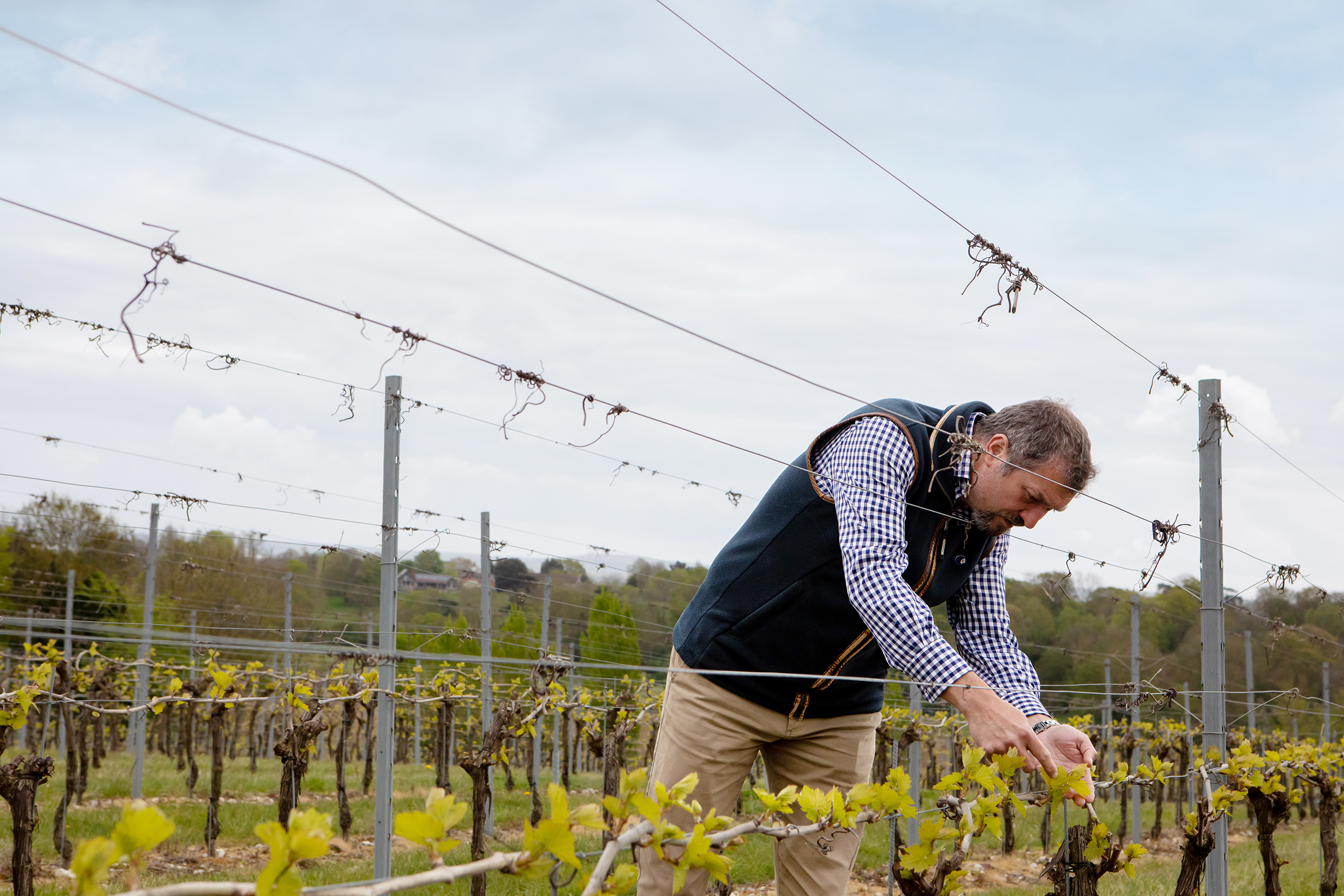 Organic viticulture: How to manage a vineyard without conventional chemical tools.