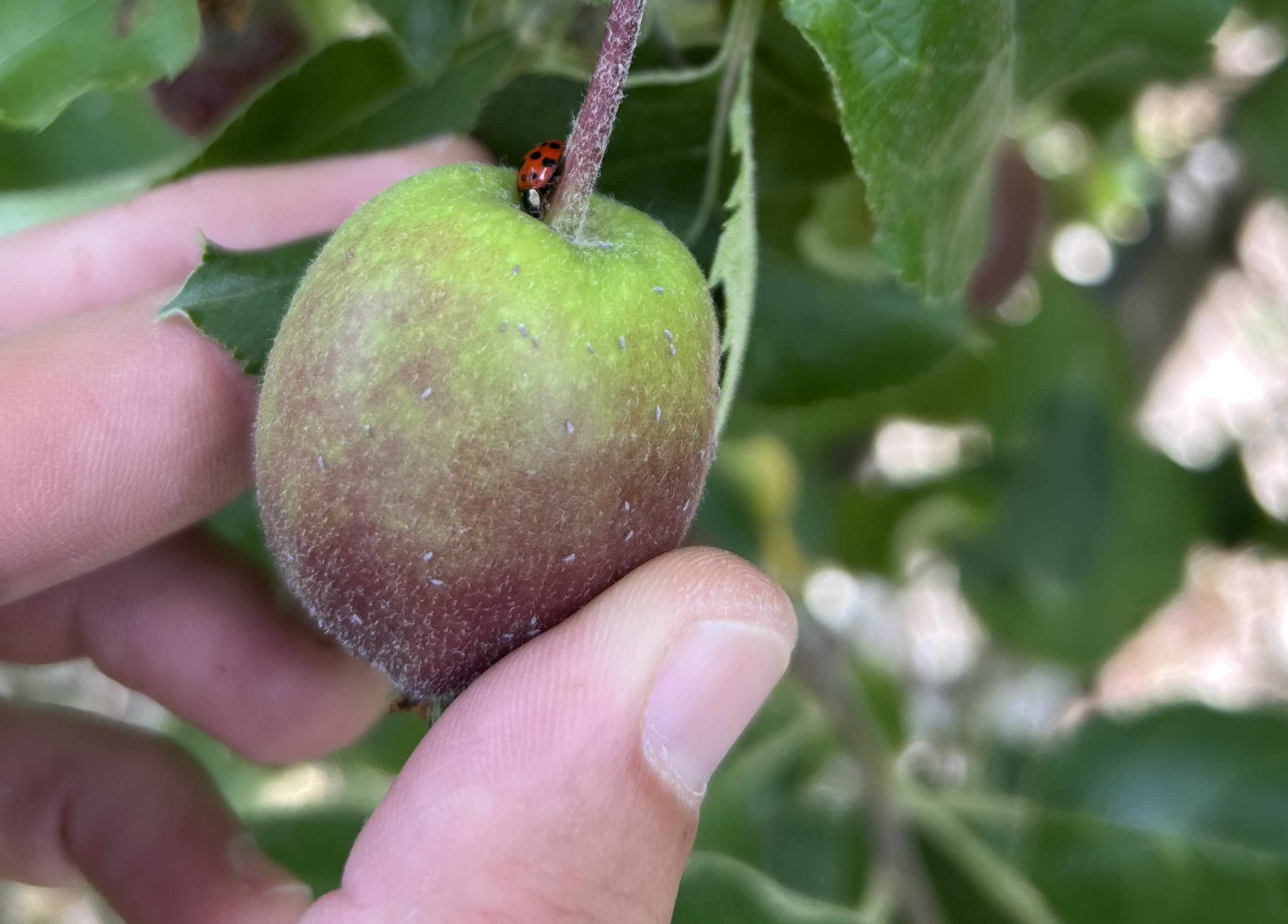 Optimising IPM strategies to manage aphid pressure in fruit crops