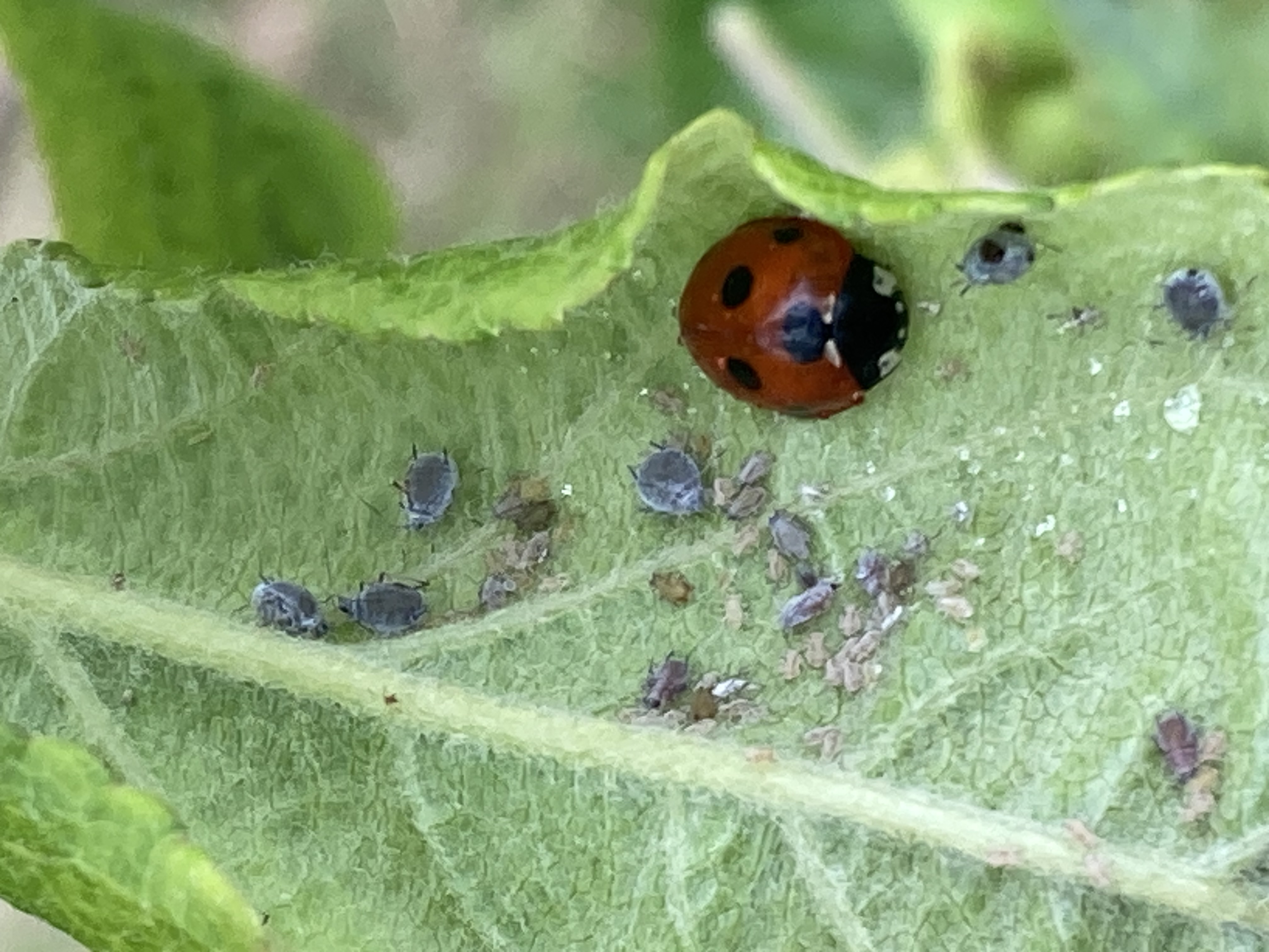 Organic production methods in orchards – something for everyone?