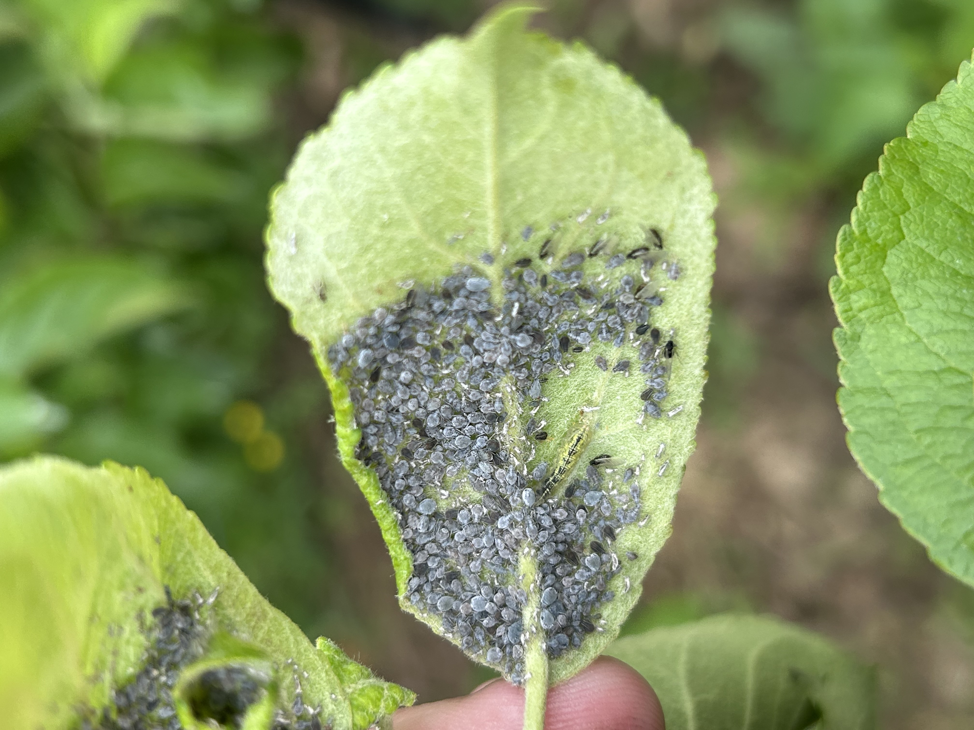 Well managed fruit crops deliver good yields and exceptional quality this season