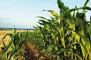 Nitrogen stabiliser provides late-season boost for maize