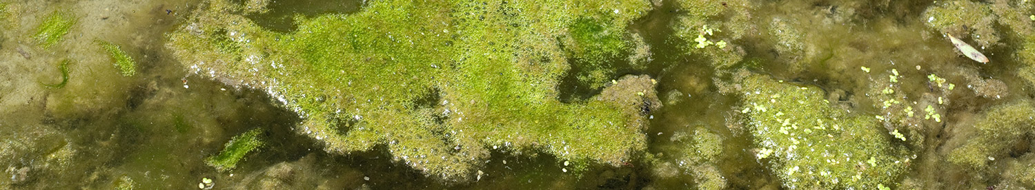 Keep pond algae under control with integrated approach