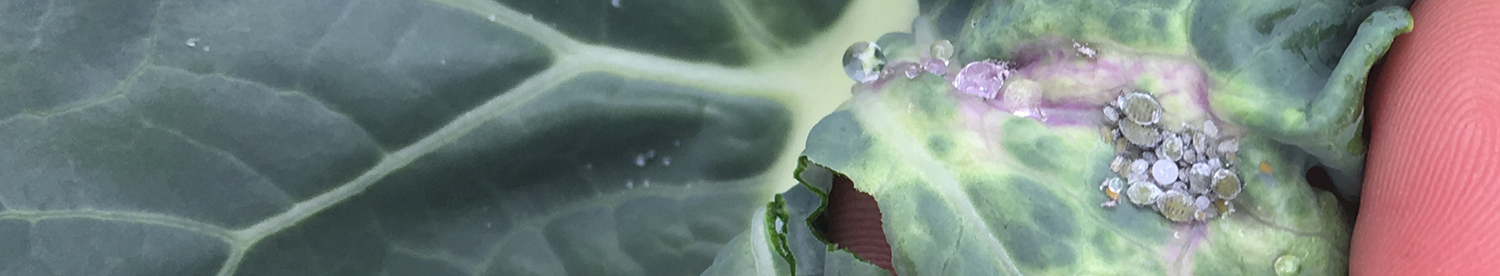 Think long-term for effective aphid control in brassicas